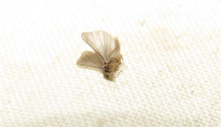 ID
